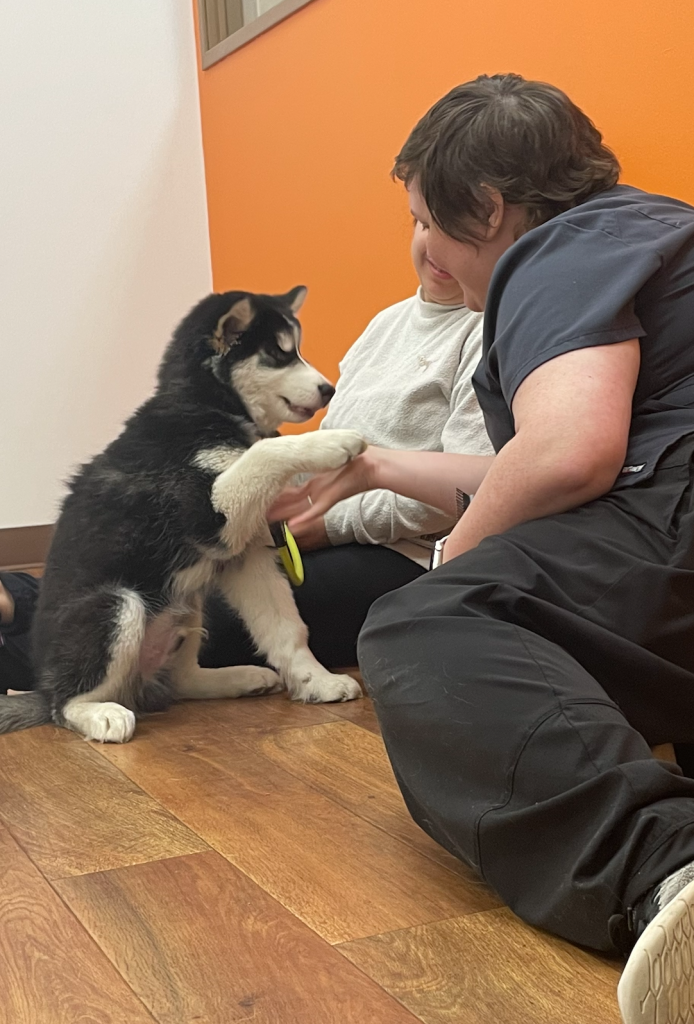 Poppy Higgns, the trainer for Hannah Pet Hospital's Portland location, shakes hands with husky puppy Itachi, a very good boy.