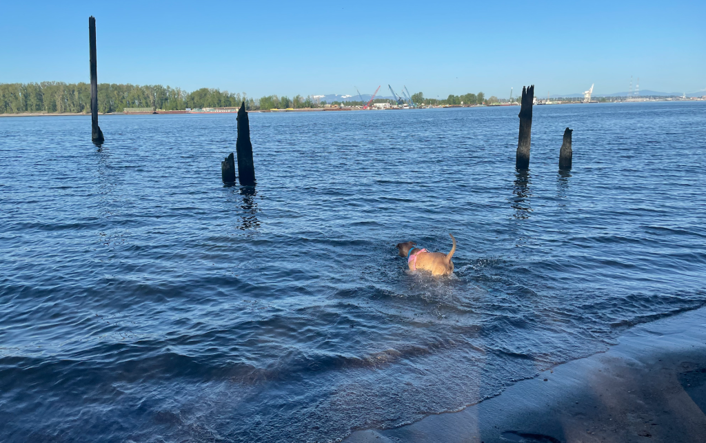 a pitbull mix goes swimming in the water around Portland, Oregon