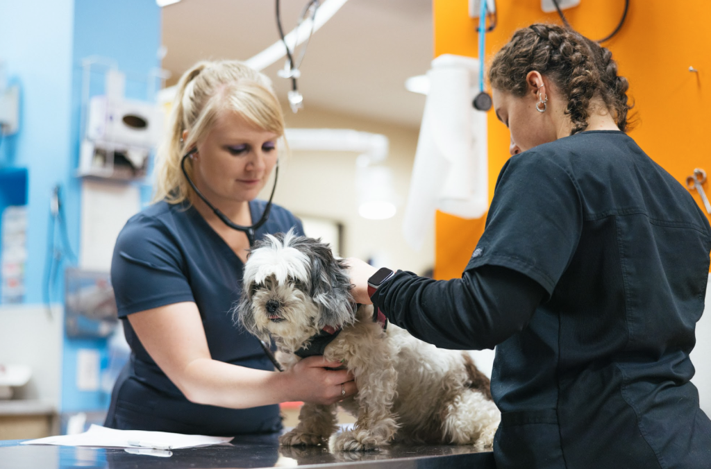 Pet Nurses at Hannah Pet Hospital inspect a dog to see if they have contracted Giardia.
