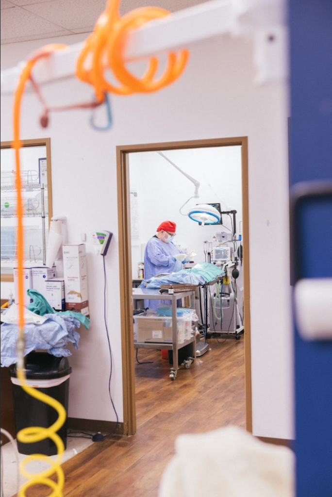 Dr Phillips performs surgery on a Hannah Pet in the Portland location's operating room