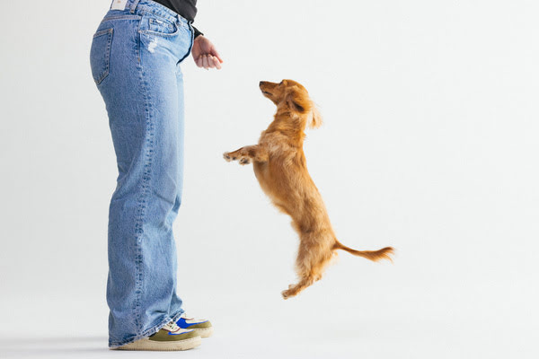 a puppy jumps to show off his agility
