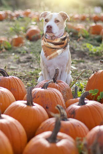 dog enjoying pumpkin patch
