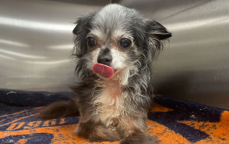 a senior dog licks his chops at Hannah Pet Hospital