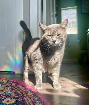 Trixie, a gray senior cat and Hannah Pet, walking in a sunbeam with rainbow reflections