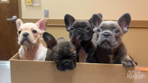 Care-First, Not Cost-First: Understanding $0 at Services