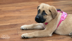 From Puppies to Pros: The Importance of Training at Every Age