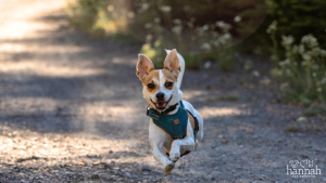 Is My Pet Overweight? Signs Your Dog or Cat May Need a Healthy Weight Plan