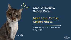 Why Senior Pets Need More Frequent Exams