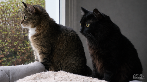 From “Spicy” to Snuggly: Mystic’s Journey Home