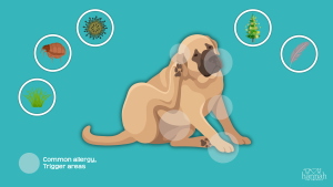 Why Spring Allergies Affect Pets Too