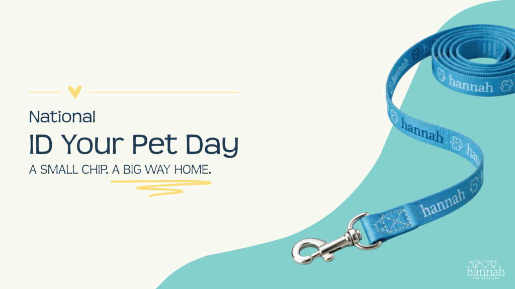 Why Proper Pet Identification Could Save Your Pet’s Life