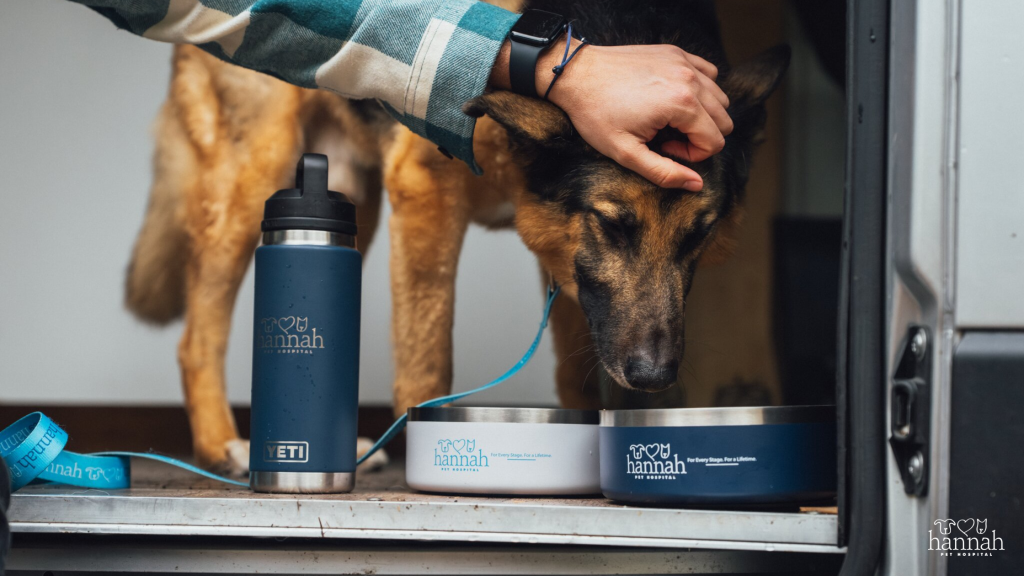 Is Your Pet Drinking Enough Water? Signs of Dehydration Every Pet Parent Should Know