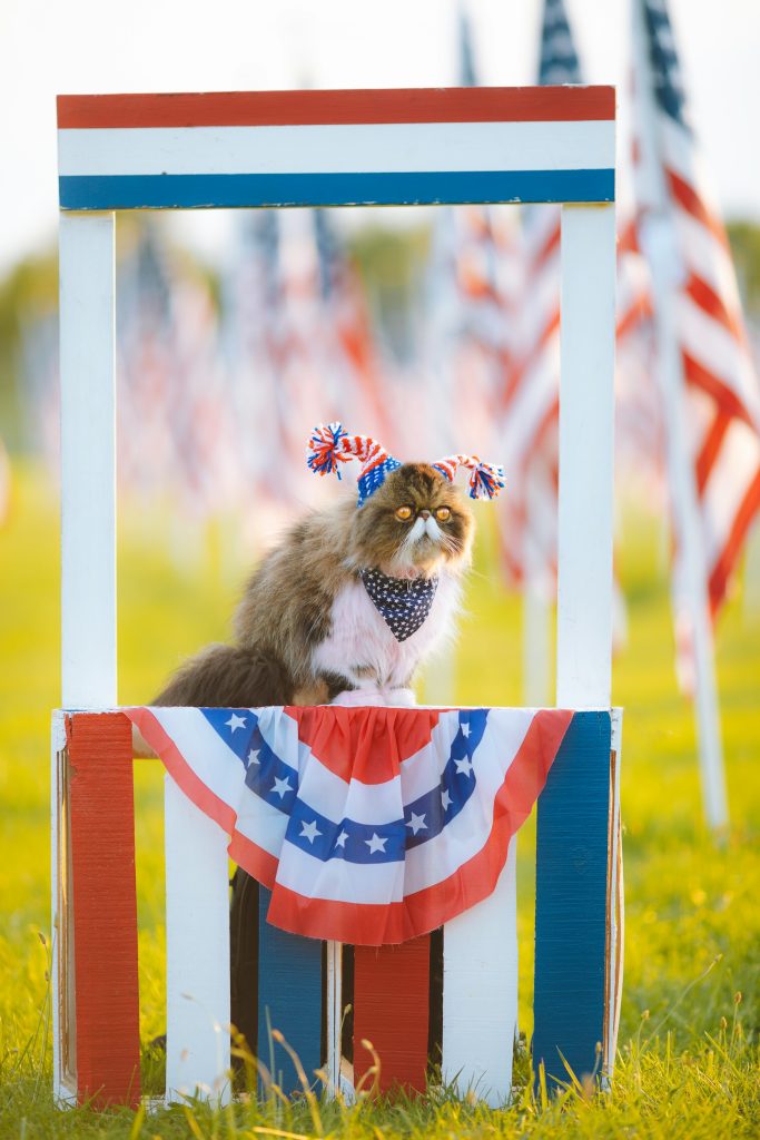4th of July Pet Safety Tips