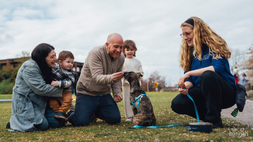 Choosing the Right Healthcare Plan for Your Pet