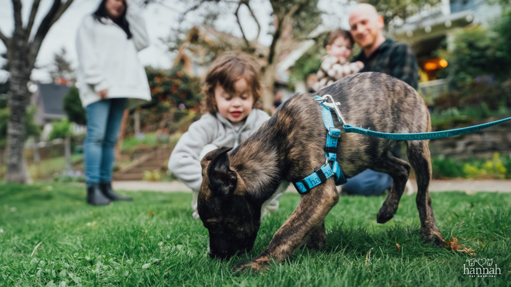 Adoption Is Just the Beginning: Helping a Shelter Pet Adjust to Their New Home