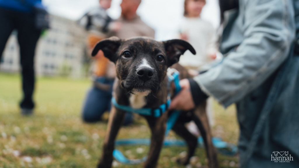 Pet Vaccinations: Everything Every Pet Parent Should Know
