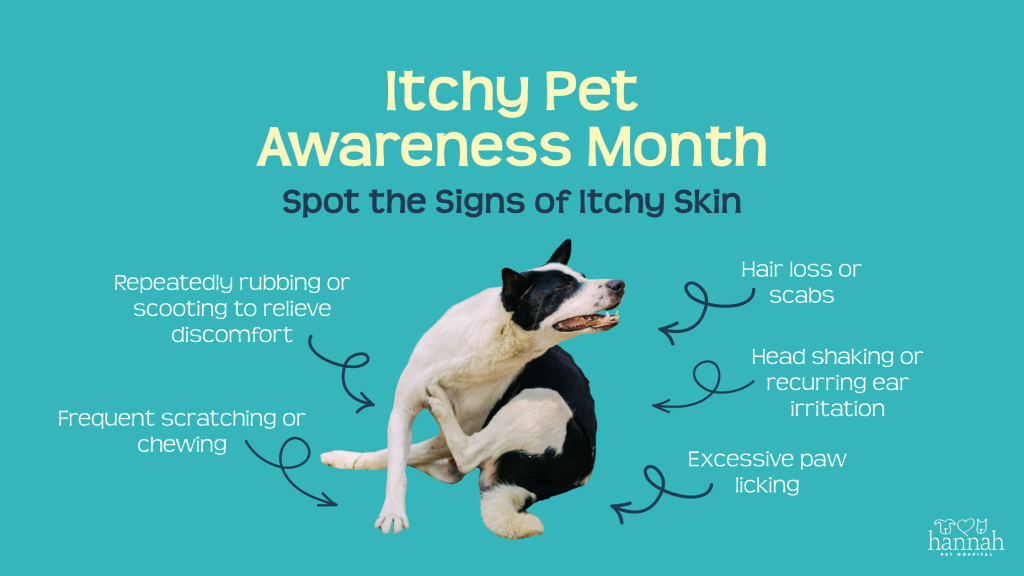 Why Is My Pet So Itchy? Common Causes of Itchy Skin in Dogs and Cats