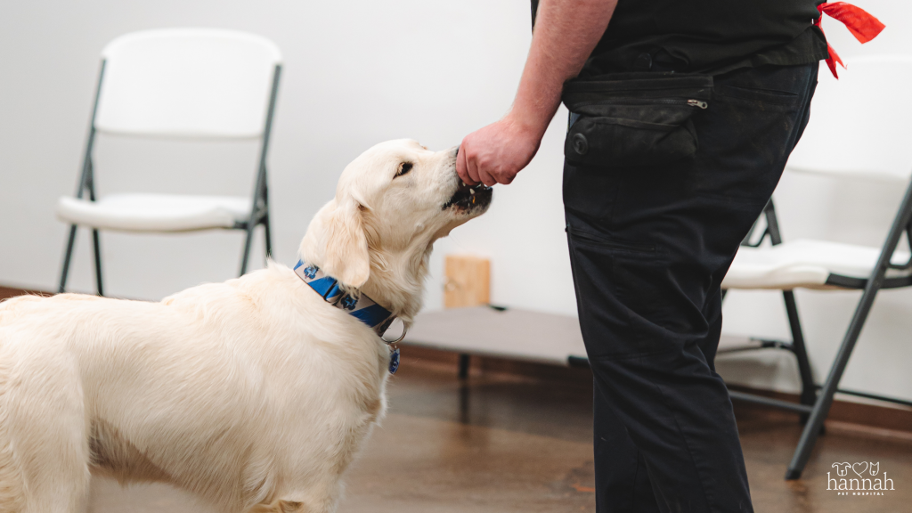 Beyond Food and Walks: What Your Dog Actually Needs to Thrive