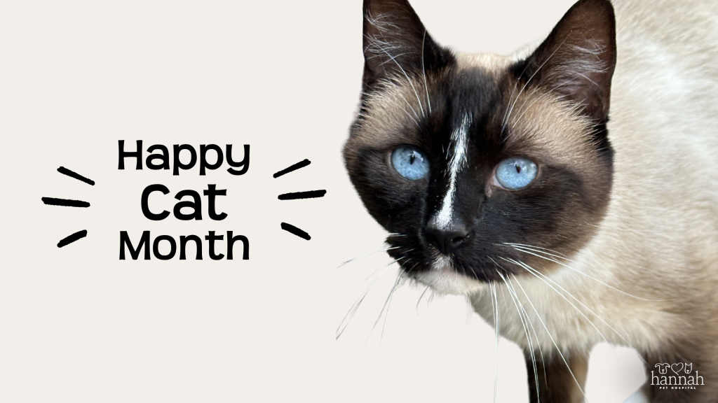 9 Ways to Help Your Cat Live a Longer, Healthier, Happier Life