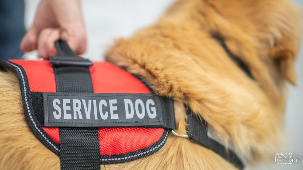 More Than a Companion: Understanding the Important Role of Service Dogs