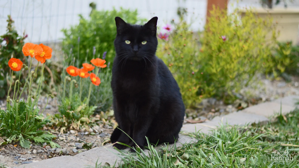 Black Cat Myths, Facts, and Why they Make Amazing Companions
