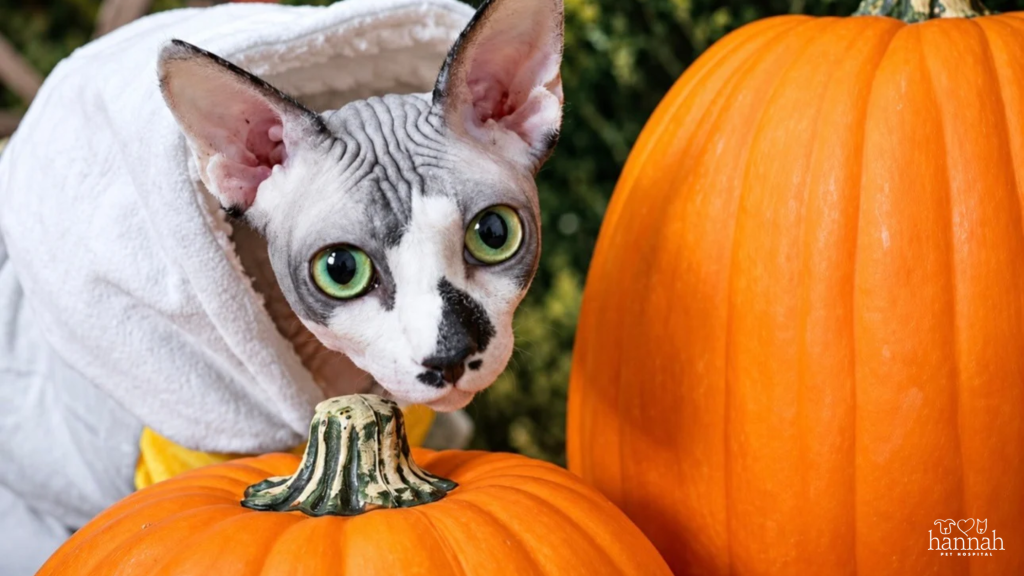 Halloween Pet Safety: How to Keep Your Pet Safe During Spooky Season