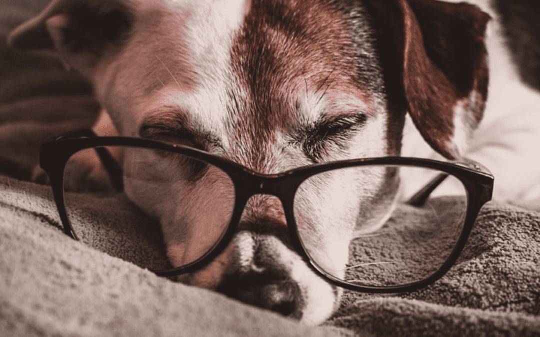 a dog sleeping with glasses