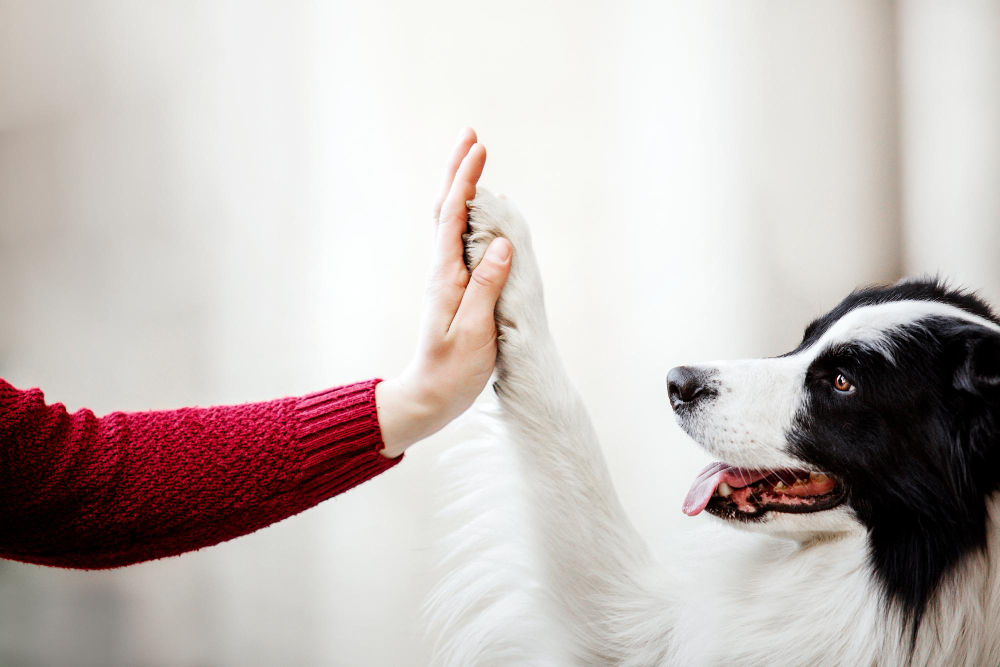 a person giving a high five to a dog