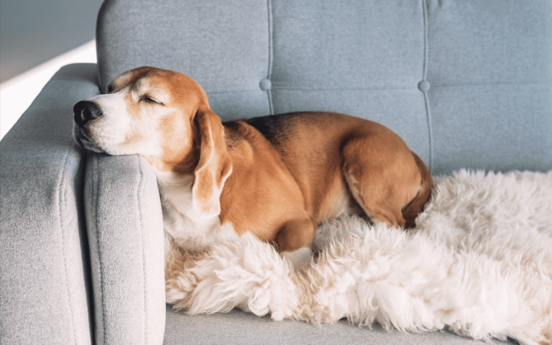 a dog sleeping on a couch