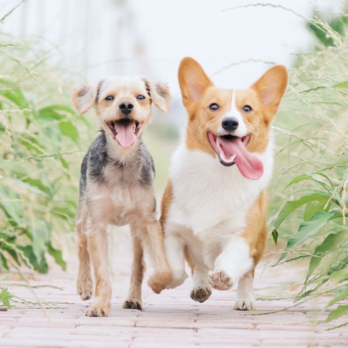 two dogs running in tall grass