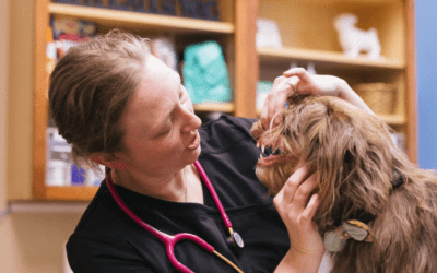 The Benefits of Routine Veterinary Care