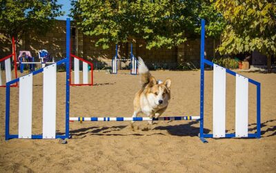 Keep Your Dog Fast And Fit With These DIY Agility Course Ideas