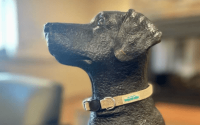 CBD Collars for Dogs & Cats Are Now Available At Hannah Pet Hospitals
