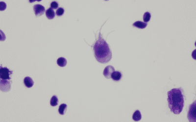 Giardia: What It Is, What It Does, And How To Keep Your Pets Safe