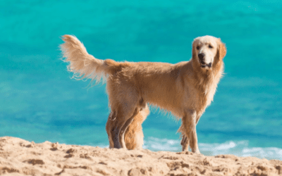 How to Keep Your Pet Safe During Summer