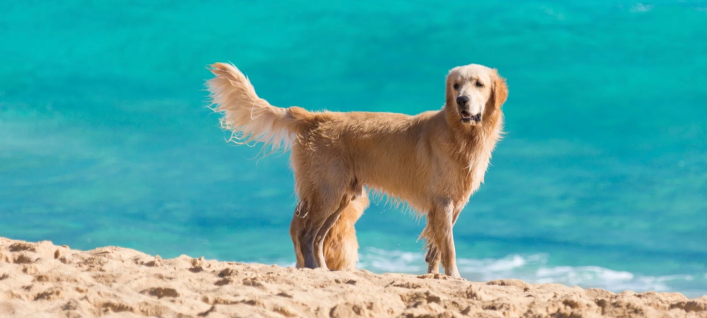 a dog standing on sand near water