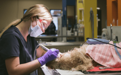 Advantages of Emergency Veterinary Care with a Hannah Total Lifetime Care® Plan