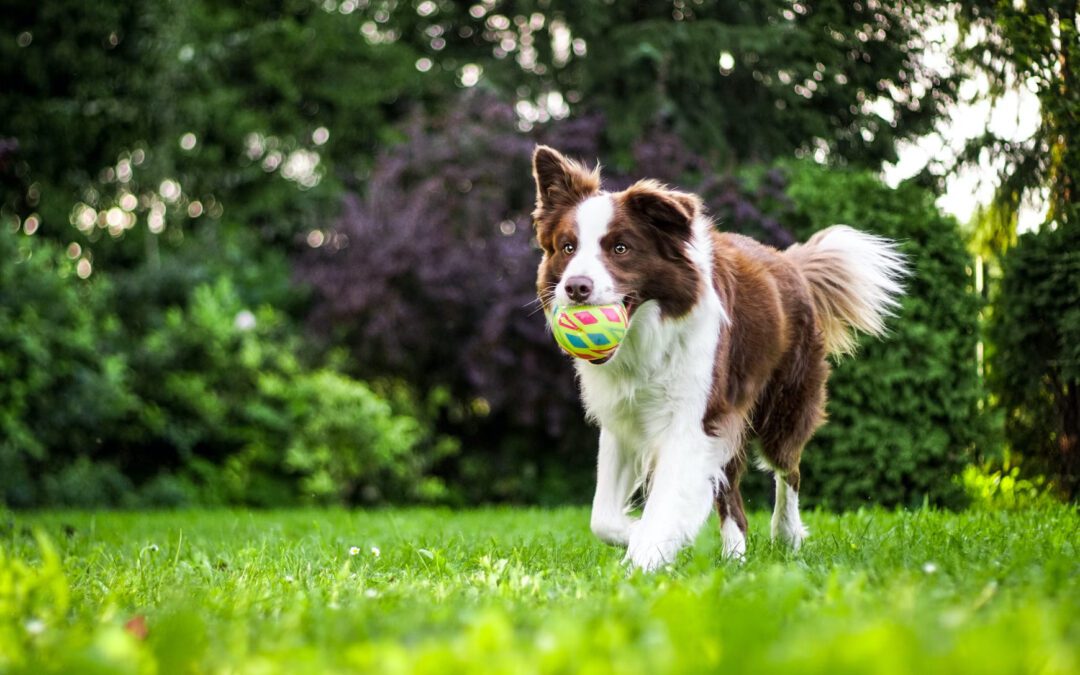 Brown and white dog playing fetch with ball